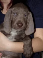 Slovenský hrubosrstý  ohař